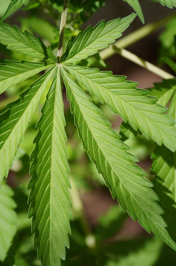 Jak wykiełkować nasiona marihuany